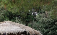 Raspoložena turistkinja zagrijala ekipu u Beach Baru Pacino